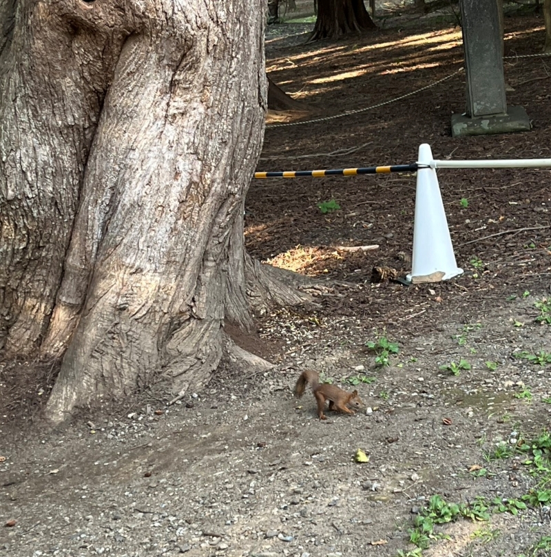 しっぽはふわっとしています