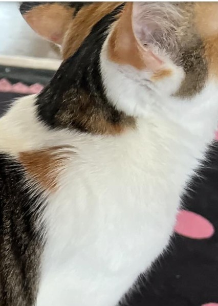 三毛猫のミクちゃん