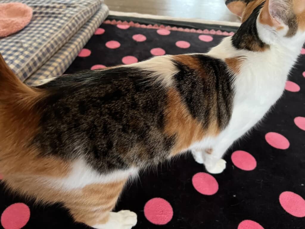 背中に見えるのは……