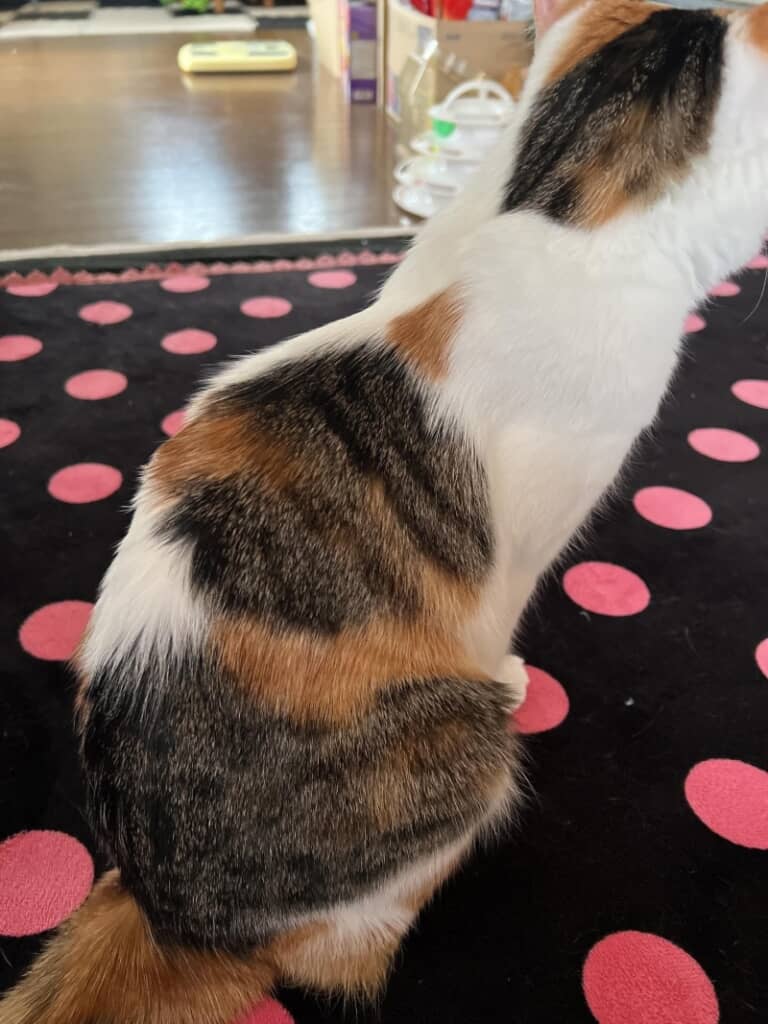 左方向を見ているような猫ちゃんの姿が背中に