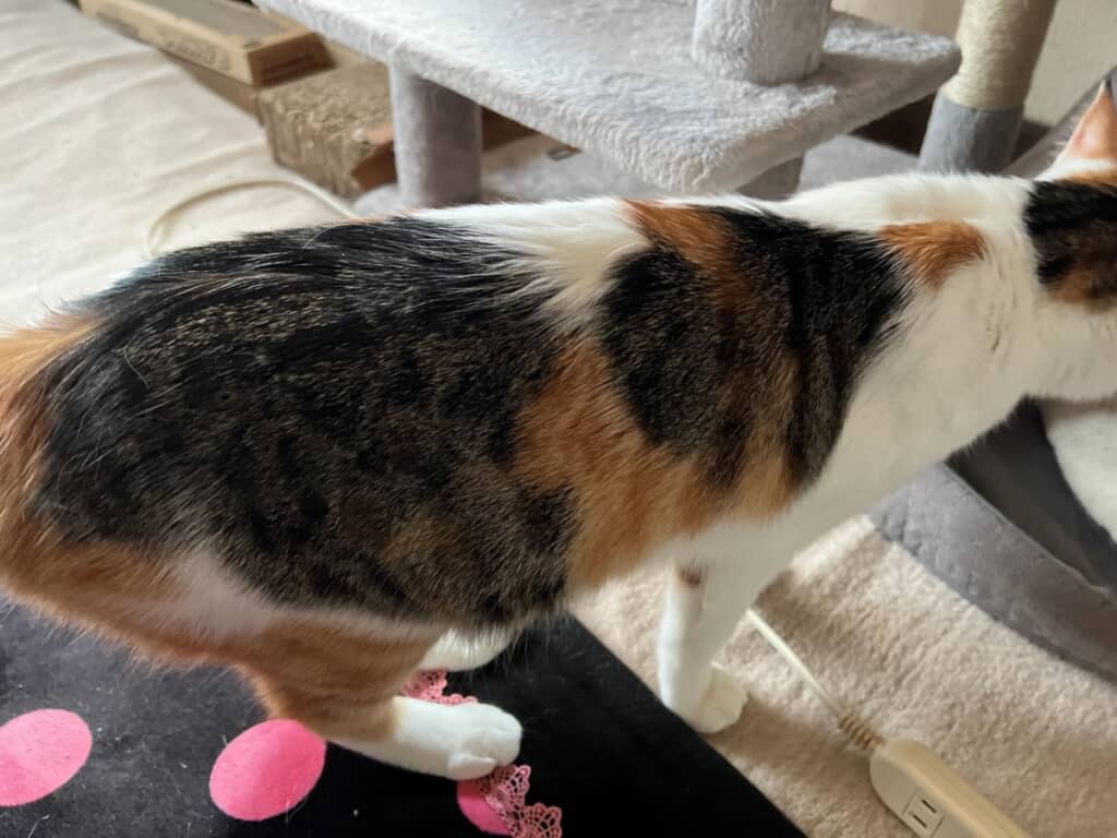 背中に猫ちゃんを背負っているミクちゃん