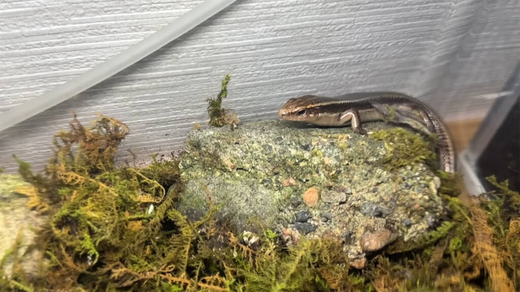 保護したニホントカゲの「花京院」