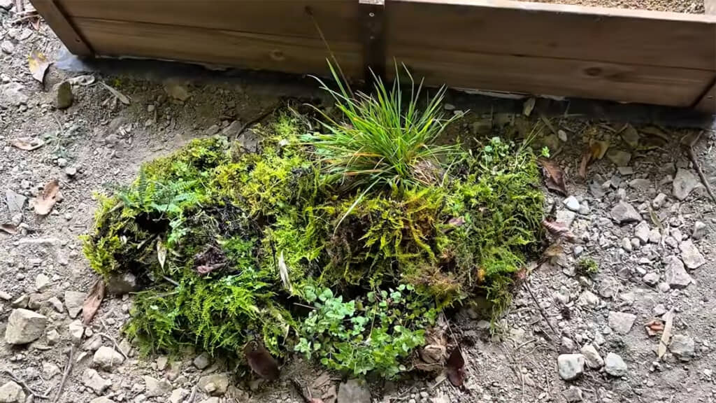 たっぷりと採取してきたコケを並べて