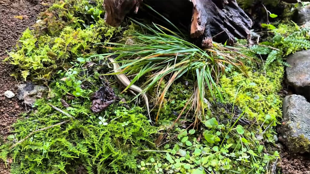花京院をトカゲハウスへ