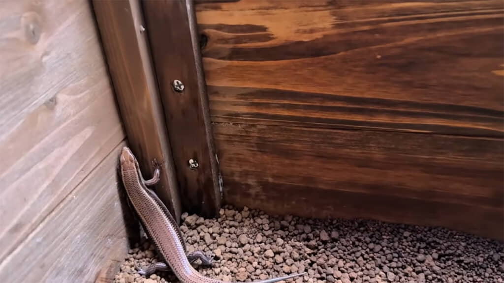 脱走しようとしますが