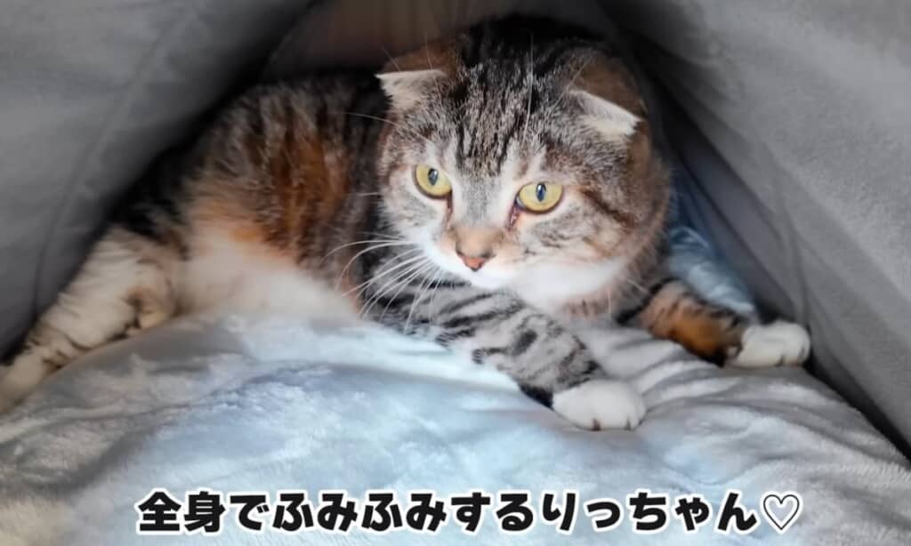 全身でふみふみをするりっちゃん