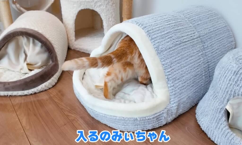 みぃちゃんも恐る恐るベッドに入り……