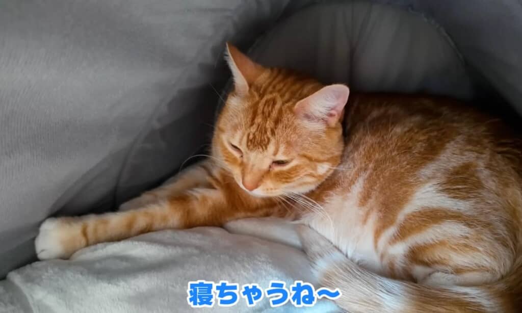 完全にリラックスモード