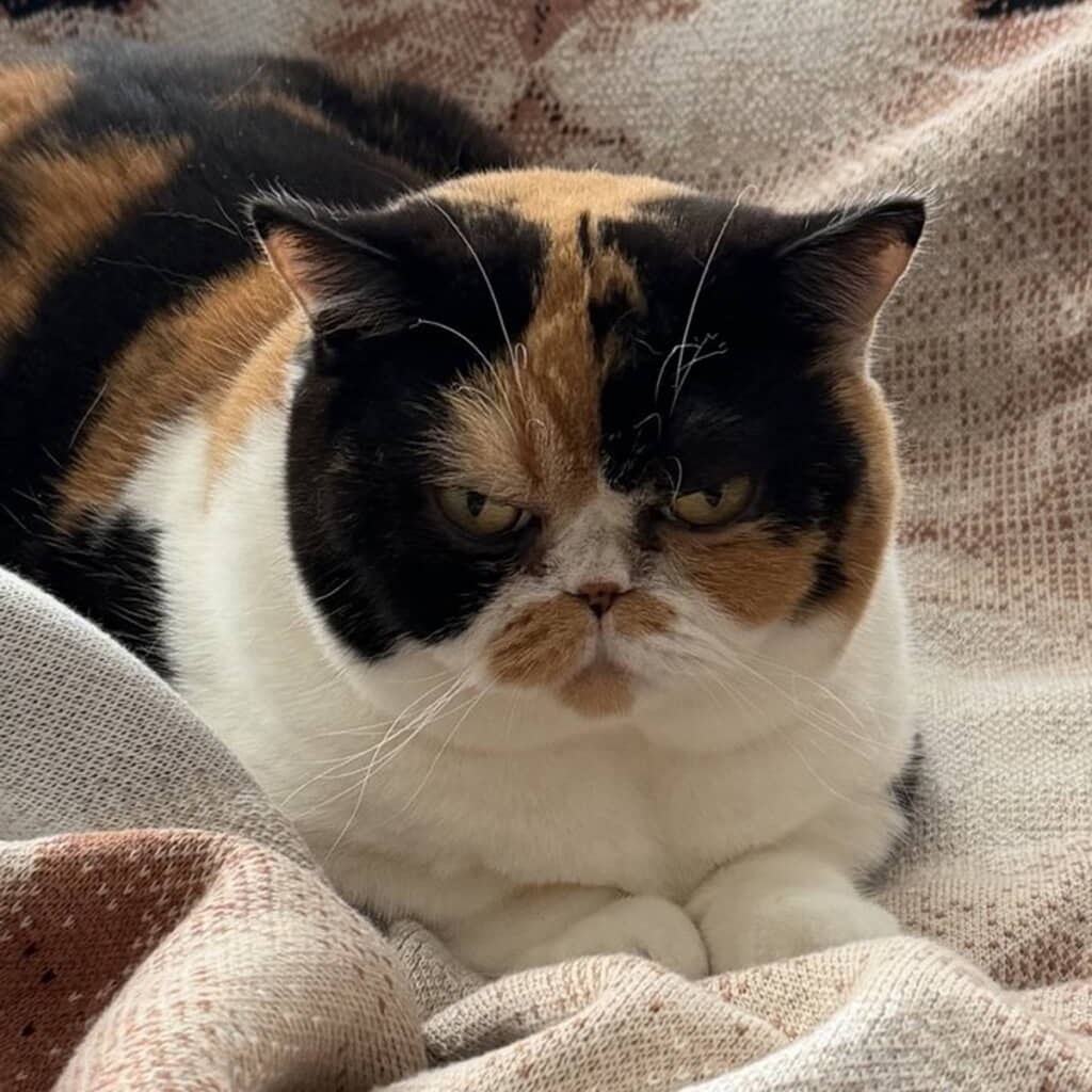 すっかり大人の猫ちゃんに成長しました