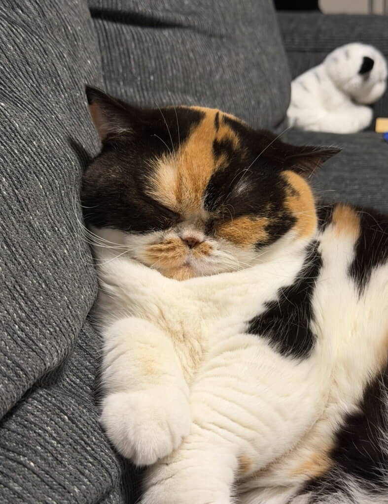 ネックウォーマー着けてるみたい