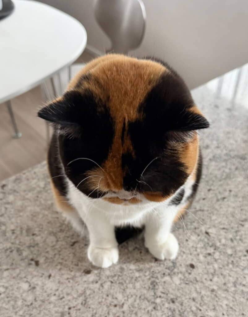 「なでなでお願いします」