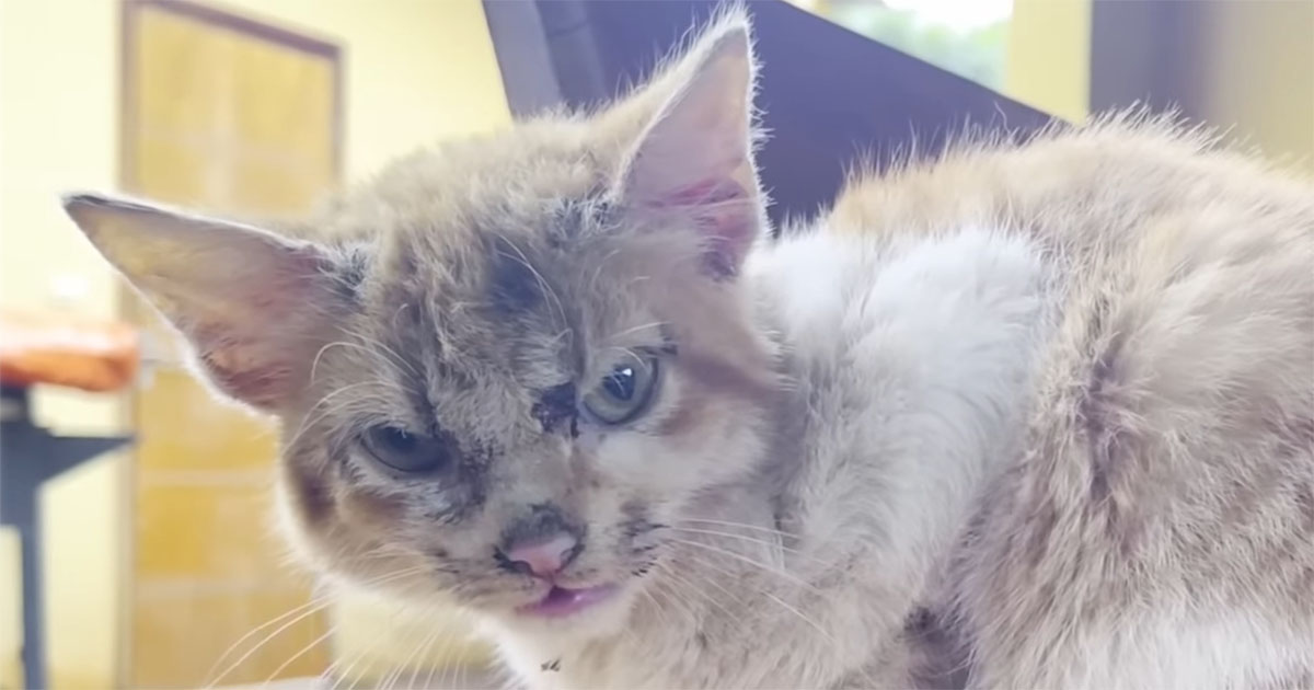 顔にケガをしてボロボロだった保護子猫→初めてお風呂に入れたら……　見違える姿に「びっくり」「本当に救われました」（1/3） | 猫 ねとらぼ