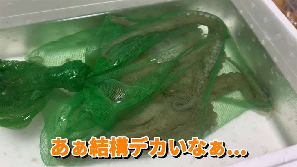 お迎えしたマダコはかなり大きなオスの個体でした