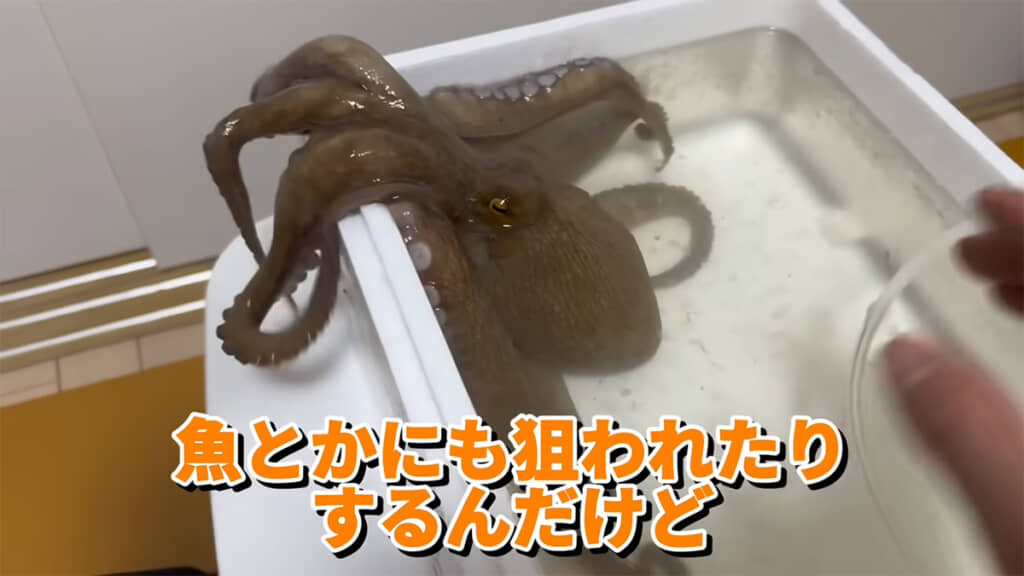 さりげなく脱走しようとするマダコ