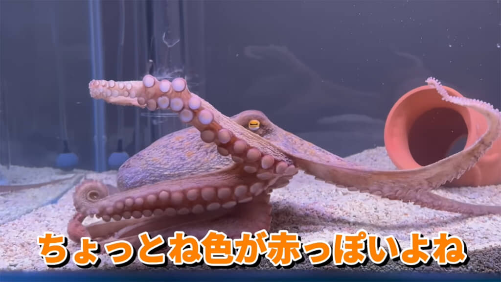 見慣れないタコツボにお怒りモード