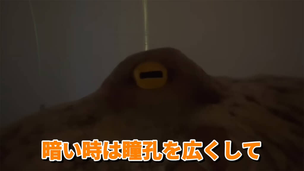 暗い時は瞳孔が広くなっています