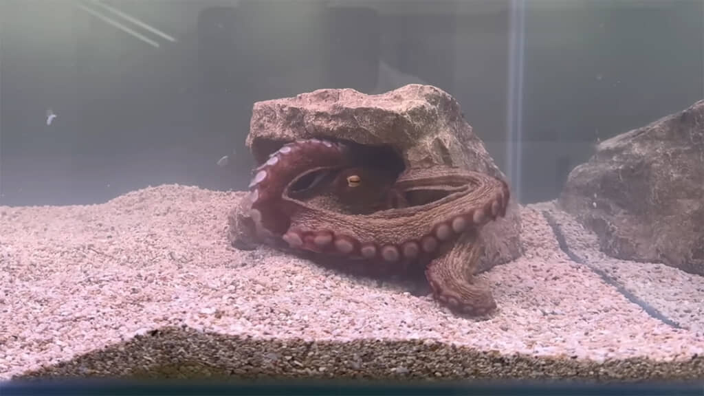 シェルターを入れてみると……ジャストフィットです