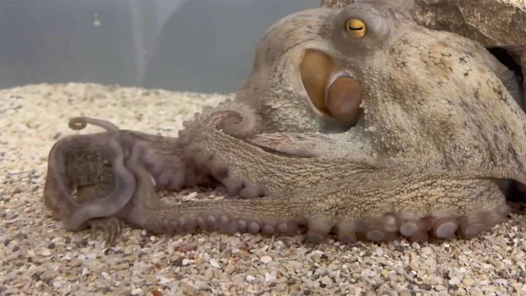 自分でカニを捕らえて食べる姿も見せてくれました