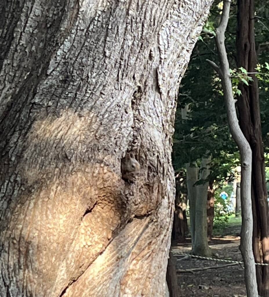 木の穴からこんにちは