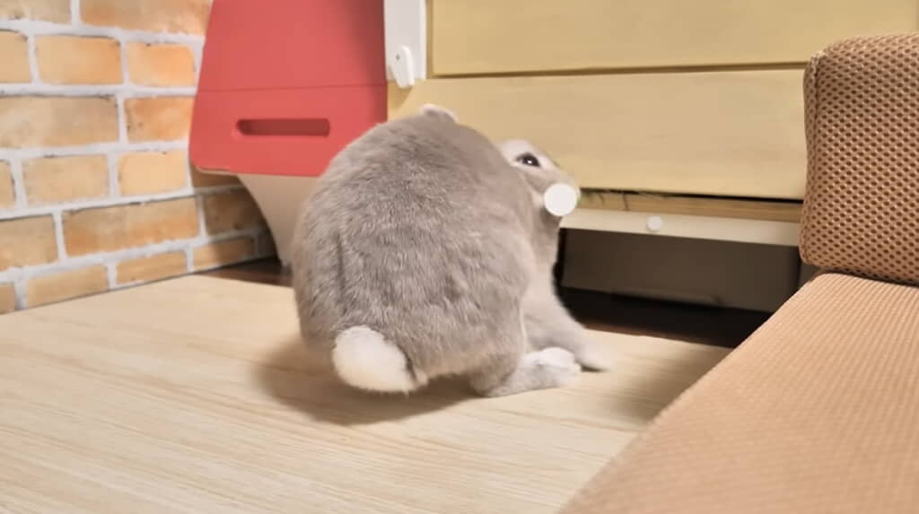 取ってきてくれた……！