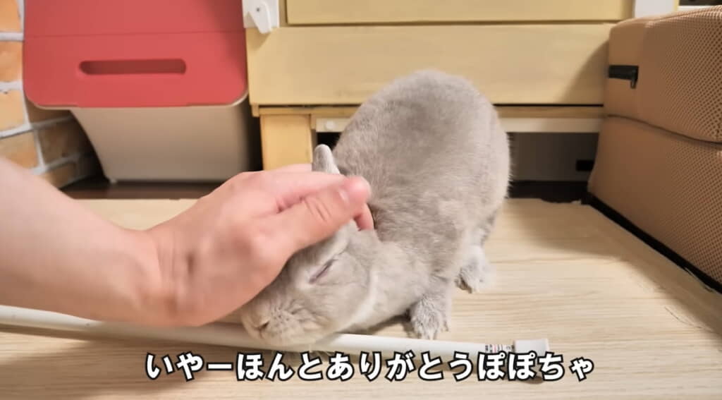 ぽぽちゃんありがとう!!!!