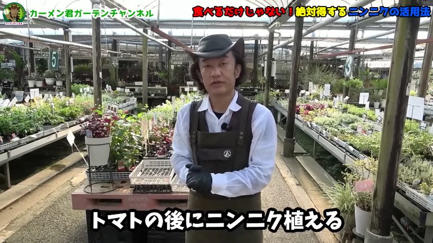 トマト栽培の後にニンニクを植える