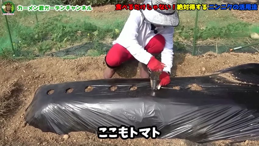ニンニク、ニンニク、トマトの順で植えるための穴をあけた黒マルチ