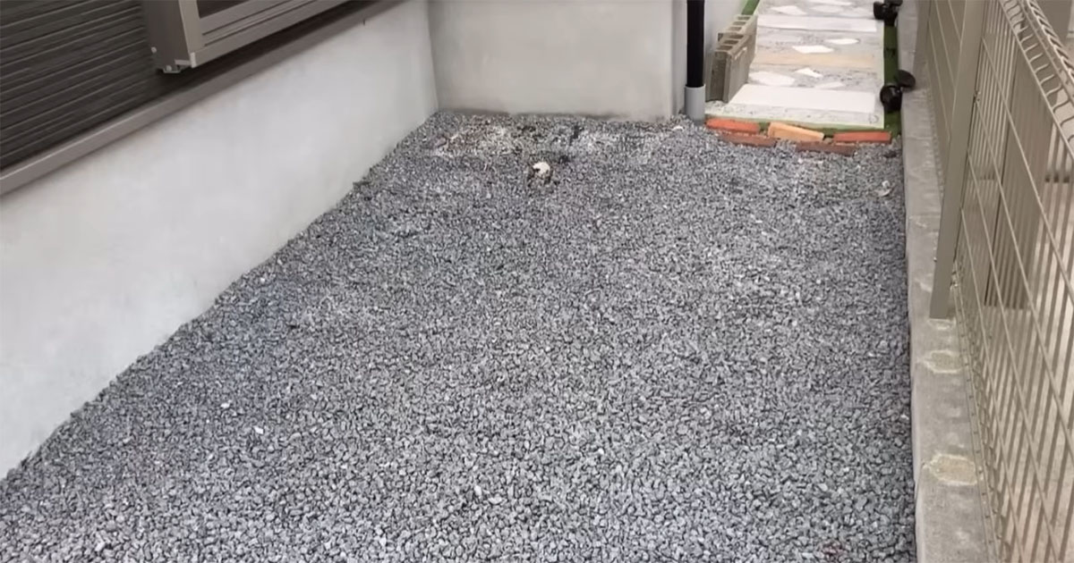 寂しかった“庭の砂利スペース”→素人が一生懸命DIYしたら……　雰囲気ガラリ「一気に良くなりますね」「素晴らしい」（1/3） | リフォーム・リノベーション・DIY ねとらぼ