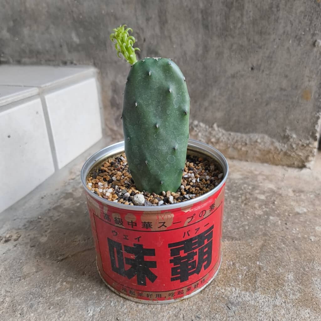 サボテンの先っぽから芽吹いた新しい茎。ここからどう育っていく？