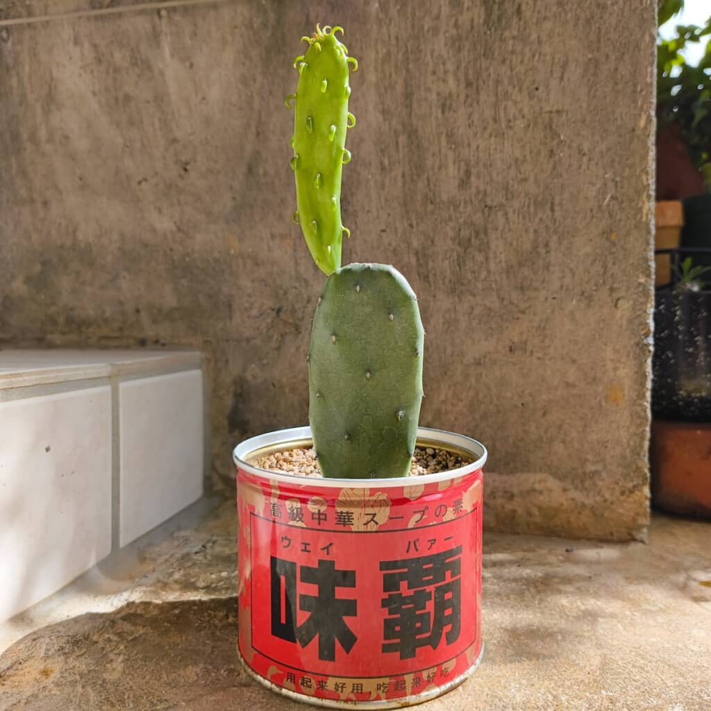 場所はそのまま、上に向かって高く成長！