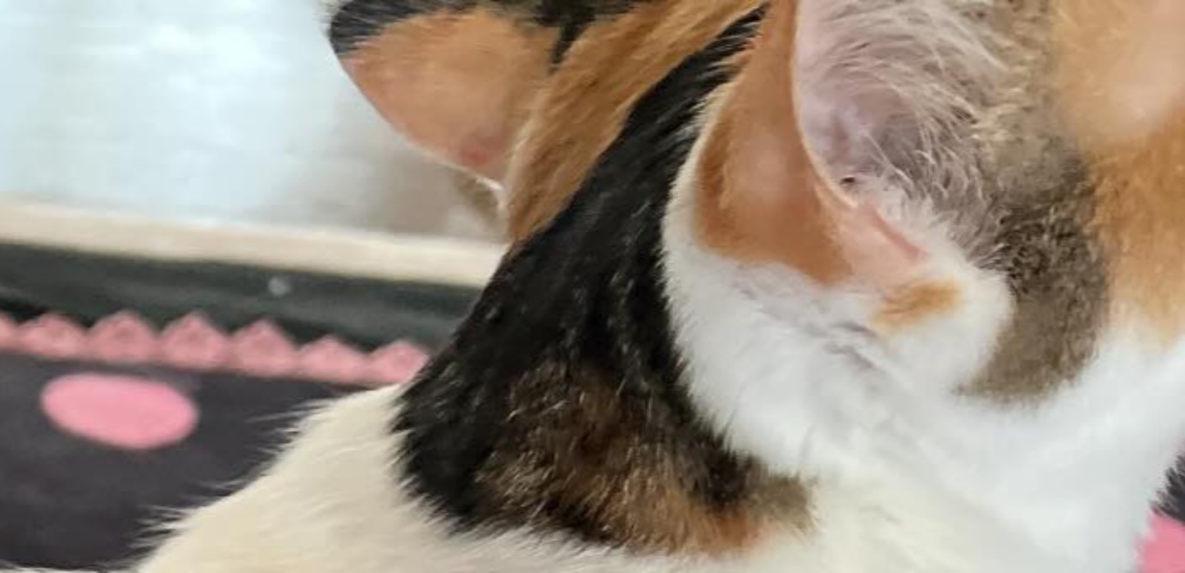 実家の三毛猫ちゃんの背中をふと見たら……「おおぉ！」 まさかの光景に