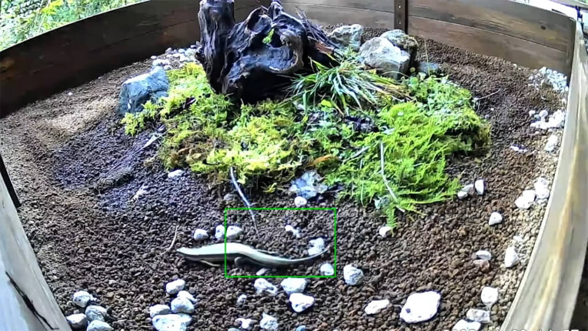 トカゲを保護→豪華な“ハウス”を作った直後……　お腹がいたい展開に「ほんと面白い」「めちゃくちゃ笑った」（1/3） | ライフスタイル ねとらぼ