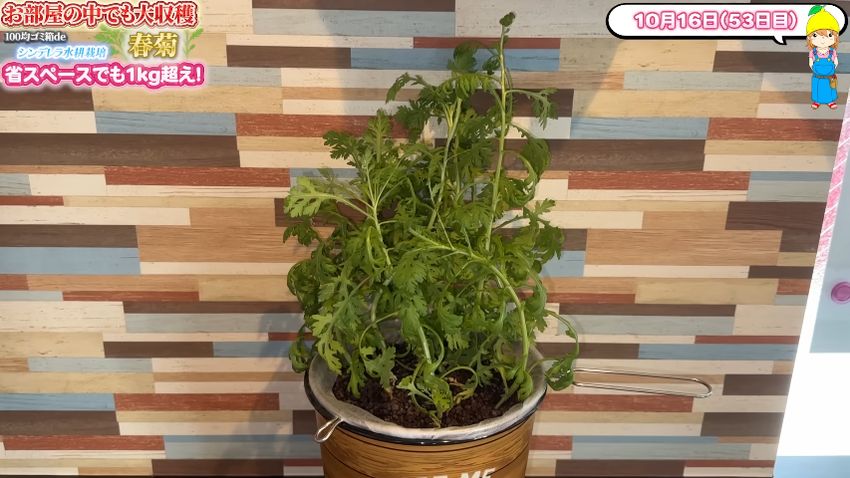 草丈が30センチまで伸びた収穫直前のシュンギク