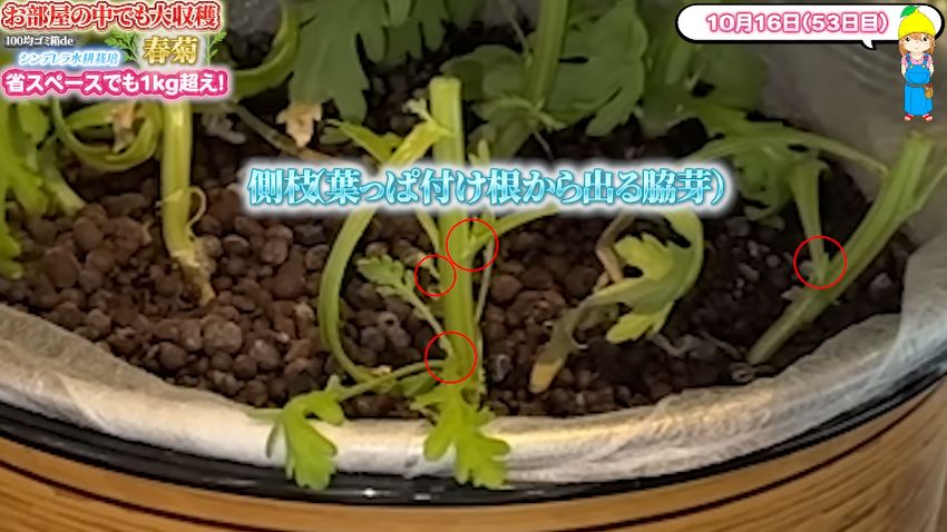 葉っぱの付け根にある脇芽