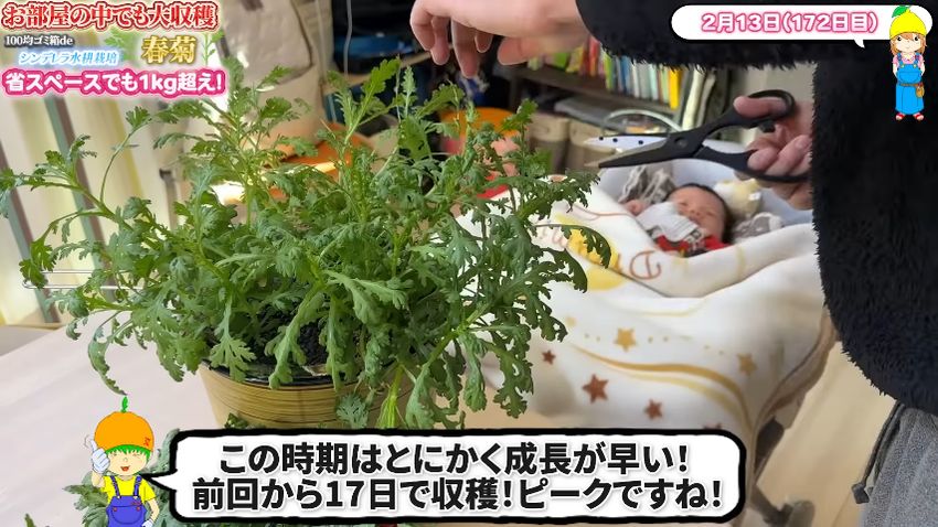 すさまじいスピードで再生するシュンギク