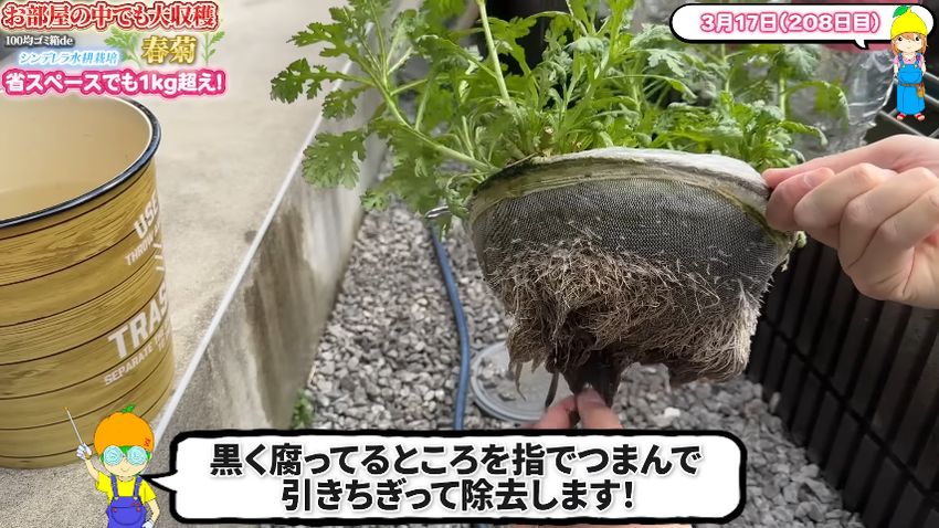 根腐れしたシュンギクの手入れ