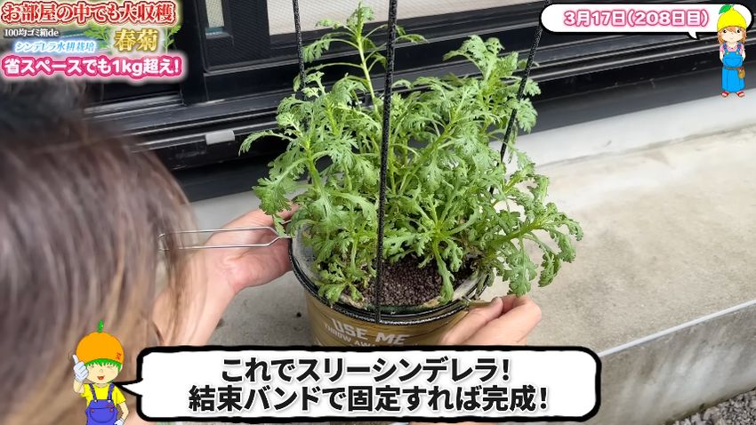 屋外栽培のため鉢スタンドをゴミ箱にはめ込む