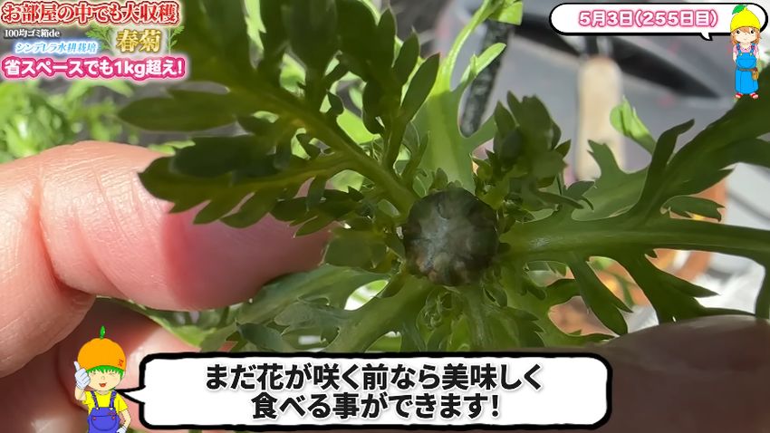 シュンギクの花芽