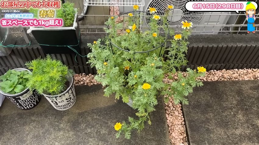 黄色いシュンギクの花