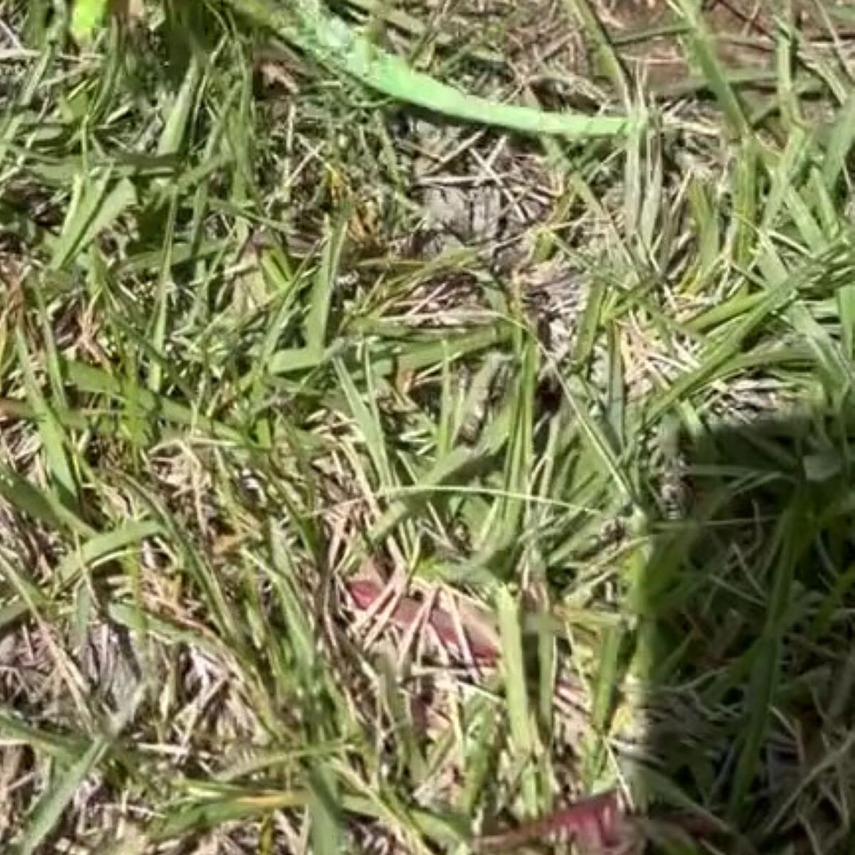 公園でゴミ拾いをしていたら……　「ゴミじゃない!!」　まさかの正体に「やば！」「本物初めて見ました」 | その他生き物 ねとらぼ