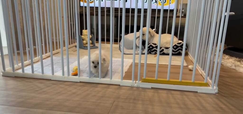 柵の手前まで勢いよく直進