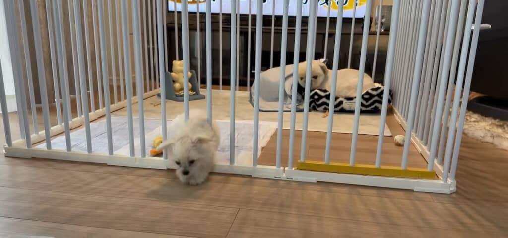 そのまま柵をスルリとすり抜けて……