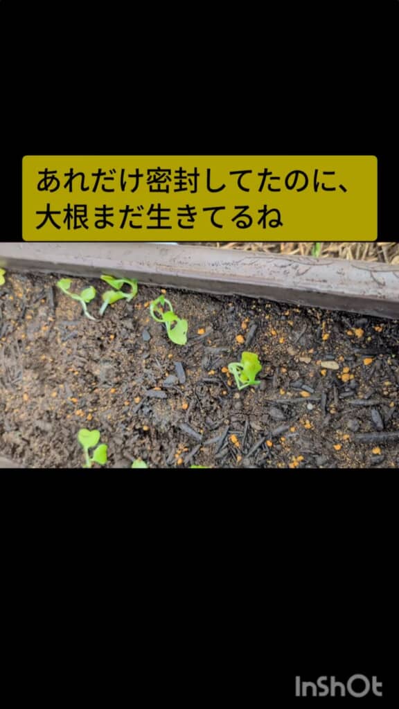 袋から出てきたプランターに入っている土とハツカダイコン