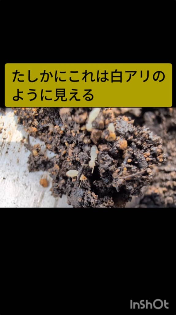 シロアリらしき生物
