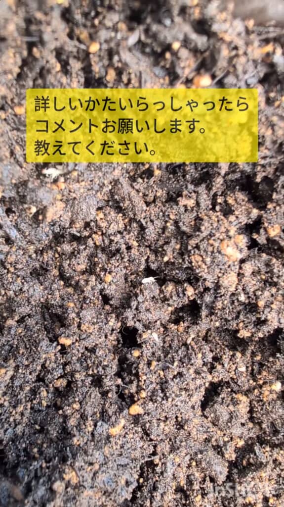 アリに詳しい視聴者の意見を募集