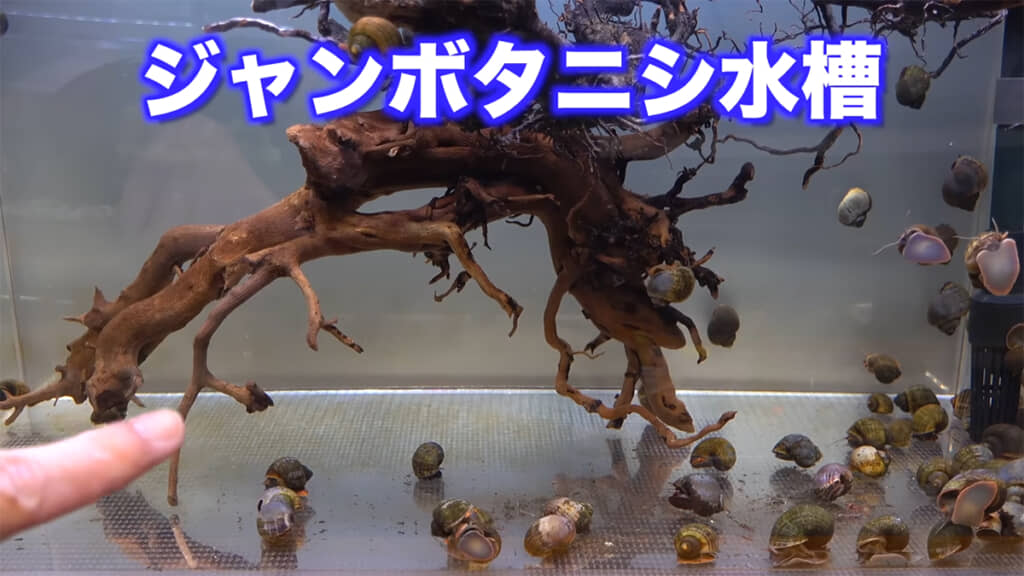 大量のジャンボタニシが暮らす「ジャンボタニシ水槽」