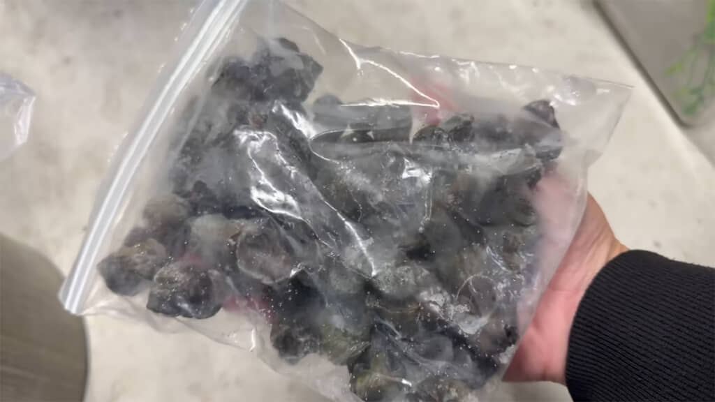 泥抜き後、冷凍しておいたジャンボタニシ