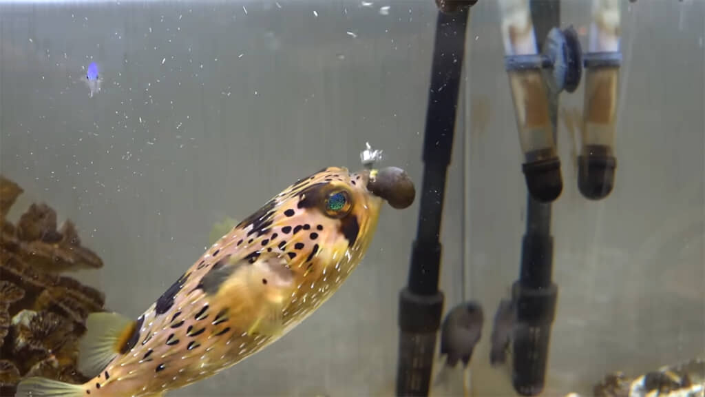 ハリセンボンにあげてみると……