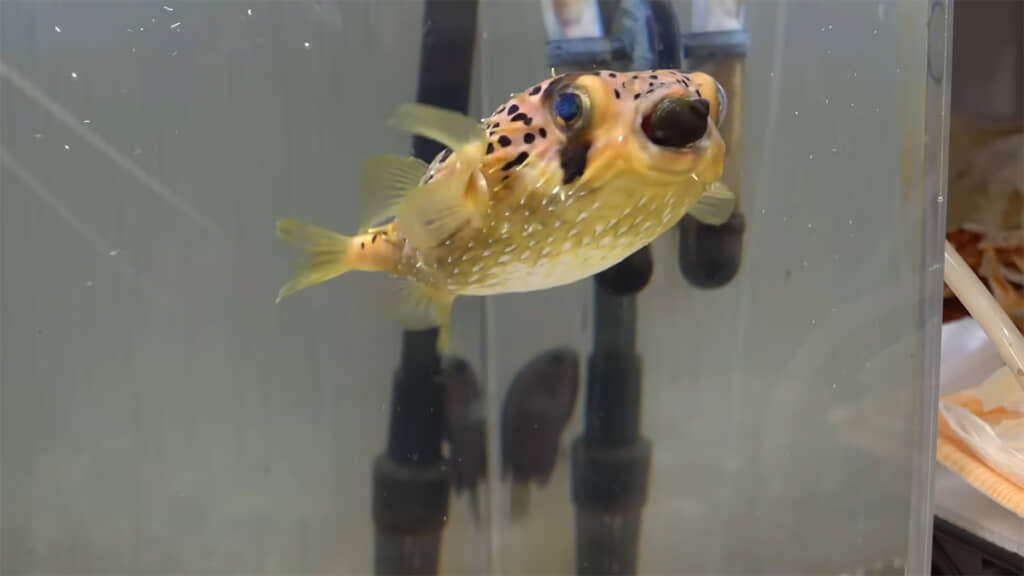 口にくわえる姿がなんともかわいいです