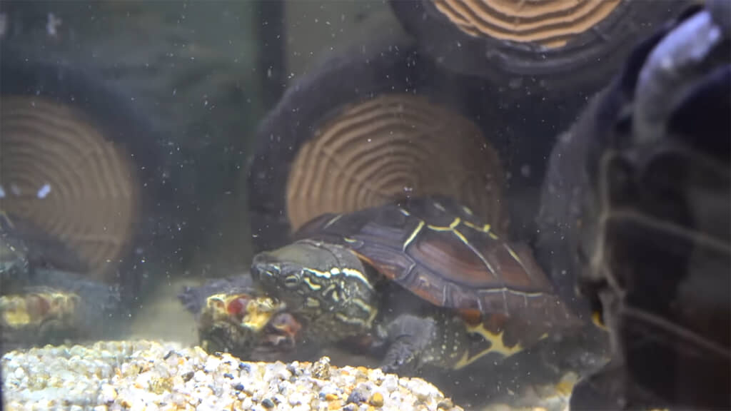 クサガメも食べてくれました